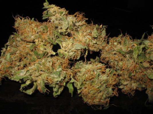 Bluebo,ber black licorish pheno 002.jpg