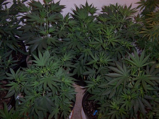 Kushberry.JPG