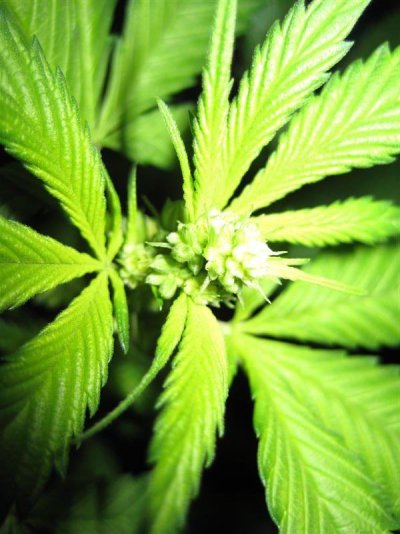 growshow 252 (Medium).jpg