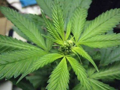 growshow 254 (Medium).jpg