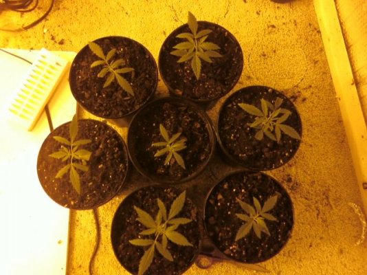 first grow in 15  or so years 027.jpg