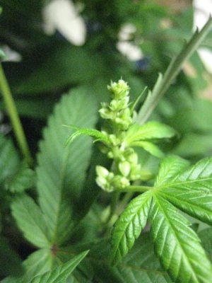 growshow 257 (Medium).jpg