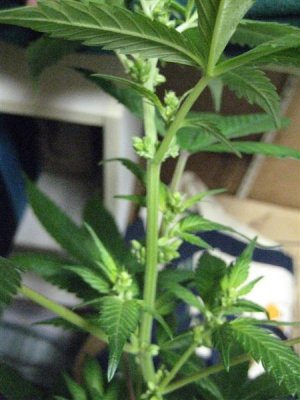 growshow 259 (Medium).jpg