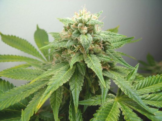 longbottom-leaf-sfv-og-kush-x-jc2-6.jpg
