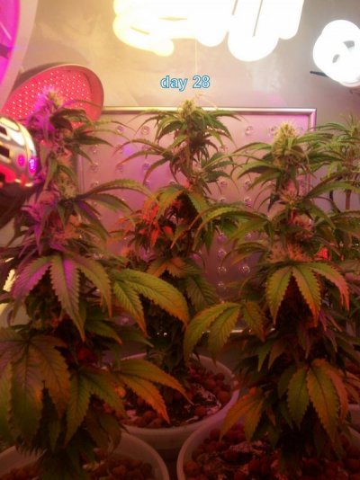 day 28 006.JPG