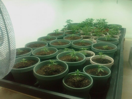 g-organic-setup-a-glimps.jpg