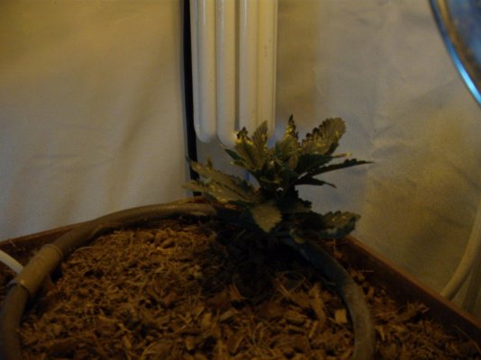 DSCF0068.jpg