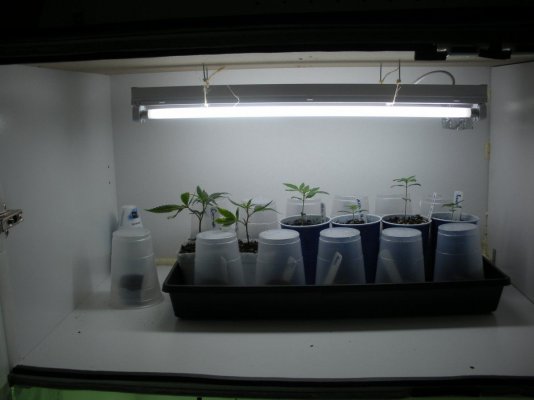 cab---veg.jpg