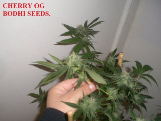 CHERRY OG.jpg