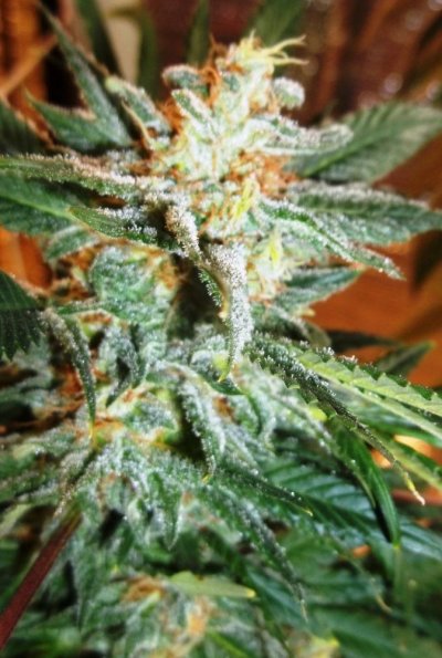 Bagseed 6w