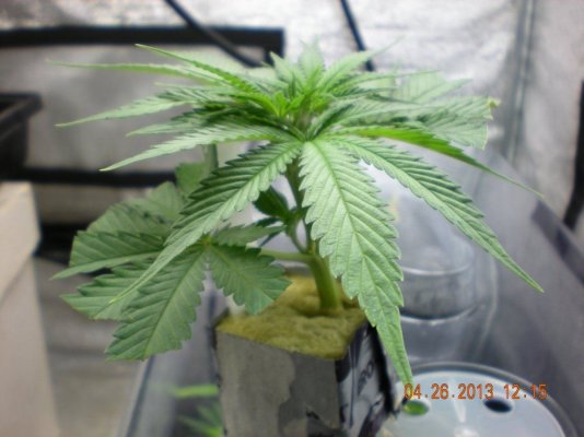 Washington Clones! Share Yours!