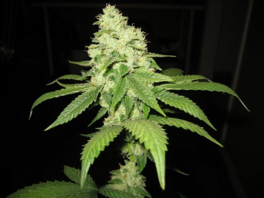 Scott's and Doc's Og (flowering shots)