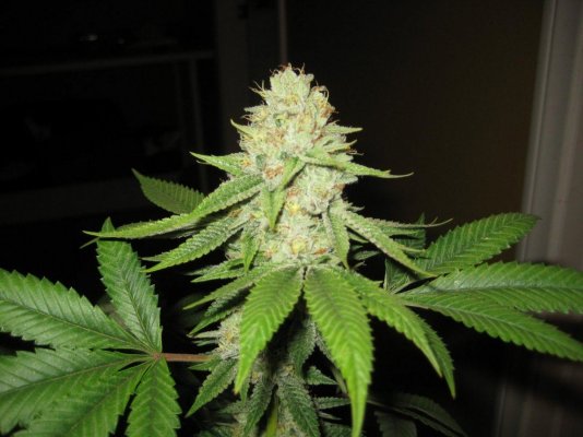 Scott's and Doc's Og (flowering shots)