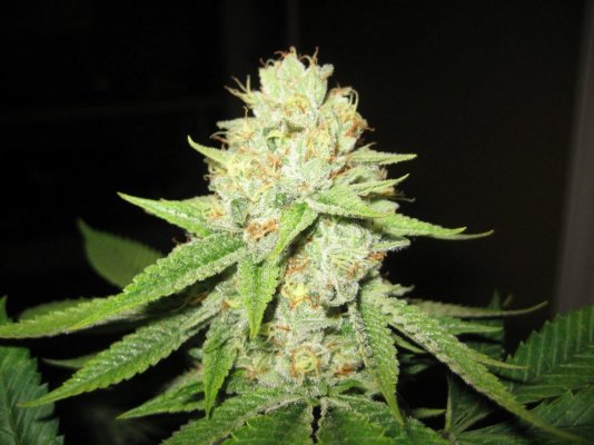 Scott's and Doc's Og (flowering shots)