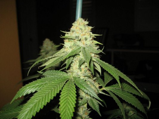 Scott's and Doc's Og (flowering shots)