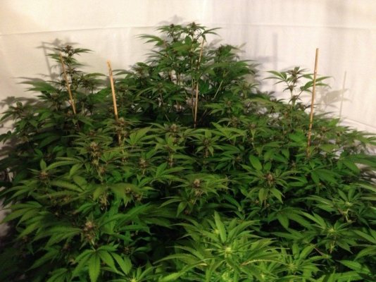 Cherry Pie, Platinum Gorilla, Deadhead OG: 4k watt, Coco.