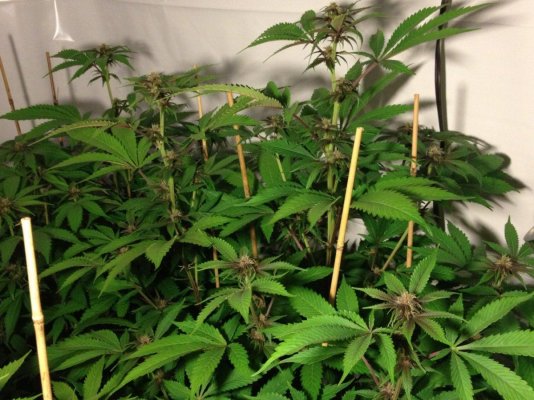Cherry Pie, Platinum Gorilla, Deadhead OG: 4k watt, Coco.