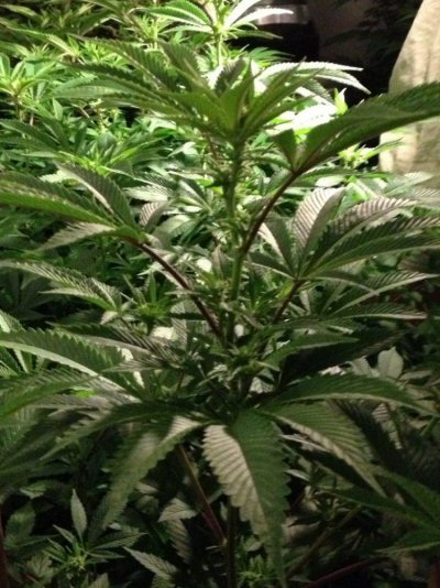 Cherry Pie, Platinum Gorilla, Deadhead OG: 4k watt, Coco.