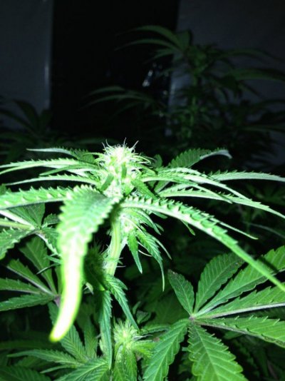 Cherry Pie, Platinum Gorilla, Deadhead OG: 4k watt, Coco.