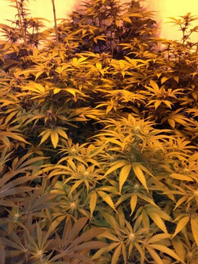 Cherry Pie, Platinum Gorilla, Deadhead OG: 4k watt, Coco.