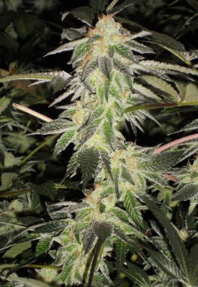 Girl Scout Cookies & Friends