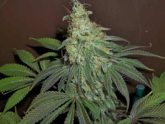 Black Rose X ? purple porn