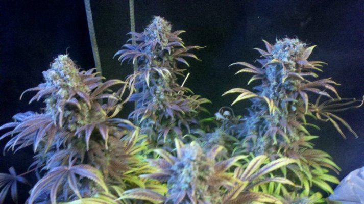 East Coast Royal Diesel