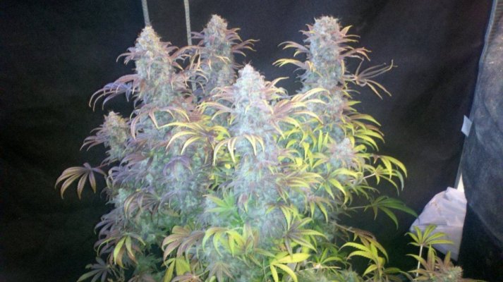East Coast Royal Diesel