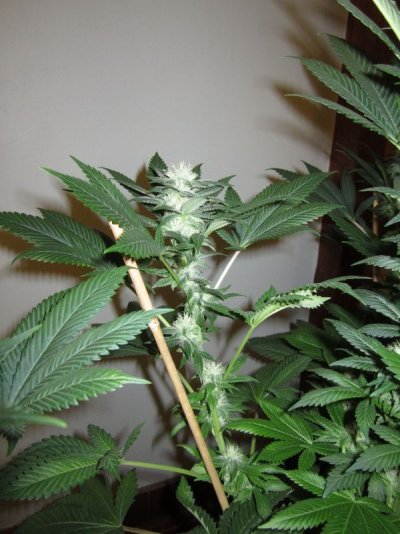 Goin organic in the Dog house. Sour Pebs, GT, SLAD and Star Fighter