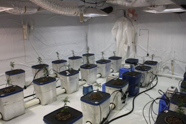 8 1000w Light Hydroponic Current Culture UnderCurrent grow room, Grow room build, first time grower