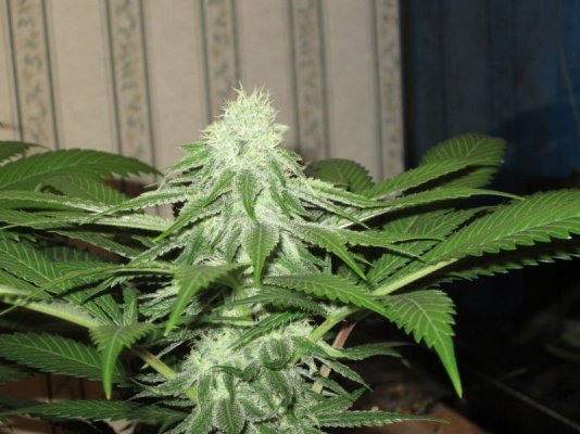 Goin organic in the Dog house. Sour Pebs, GT, SLAD and Star Fighter