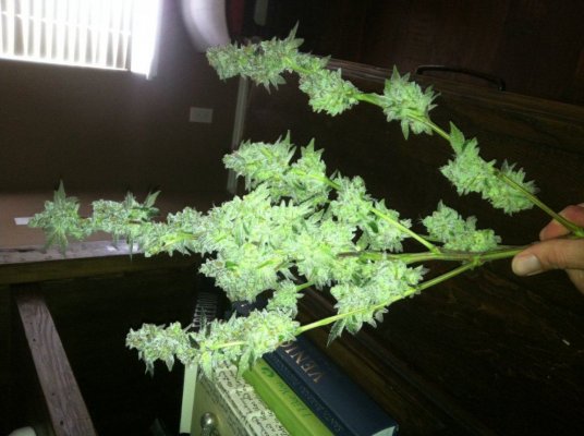 Girl Scout Cookies & Friends