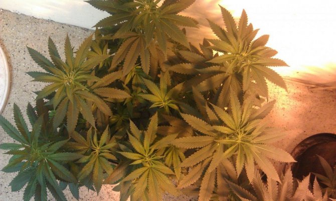Help Identify Deficiency -- The White BX