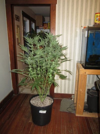 Goin organic in the Dog house. Sour Pebs, GT, SLAD and Star Fighter