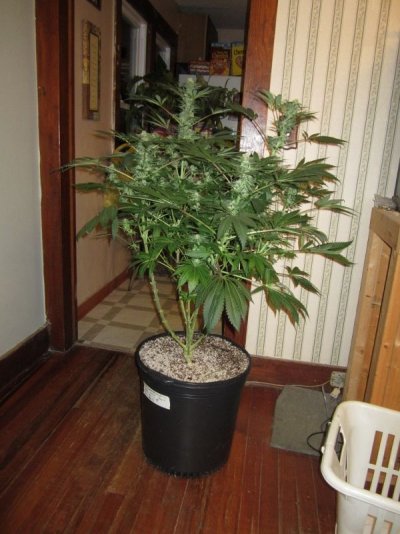Goin organic in the Dog house. Sour Pebs, GT, SLAD and Star Fighter