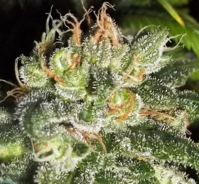 MH 1 Trichs 2W