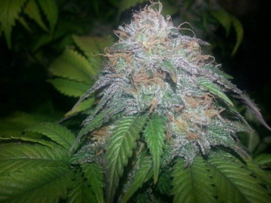 Alien Genetics Photos