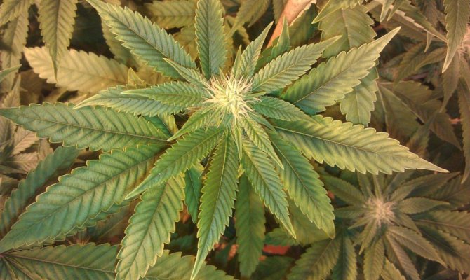 Chemdog with a Deficiency Please help Identify