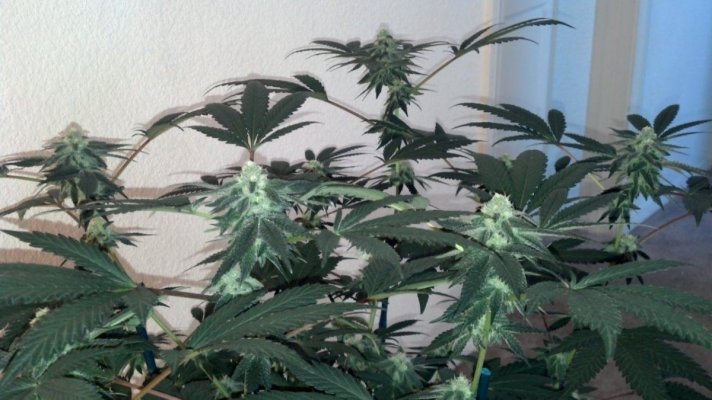 Girl Scout Cookies & Friends