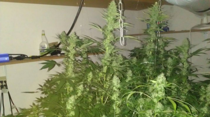 Wildfire og 4 site 600w no c02
