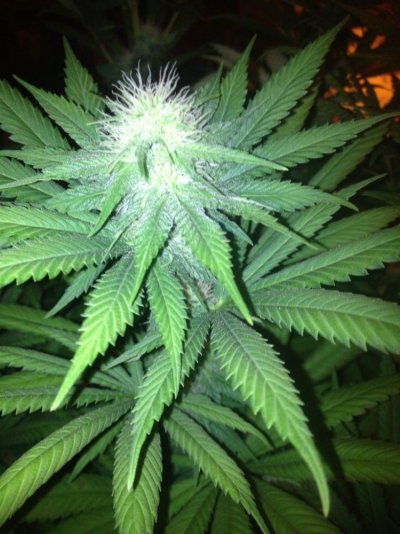 Numbnutts new grow. STOP ON IN. ALL WELCOME