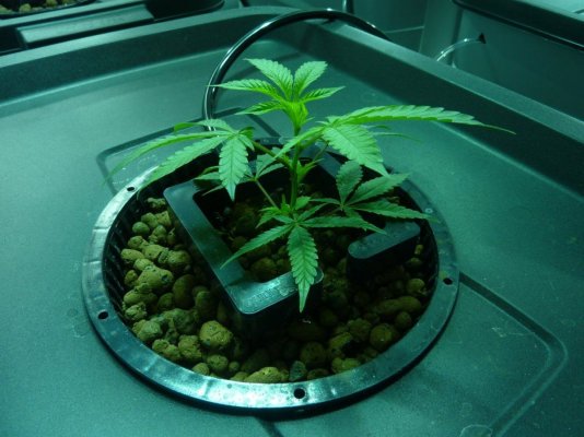 First grow room - let the wild rumpus begin!