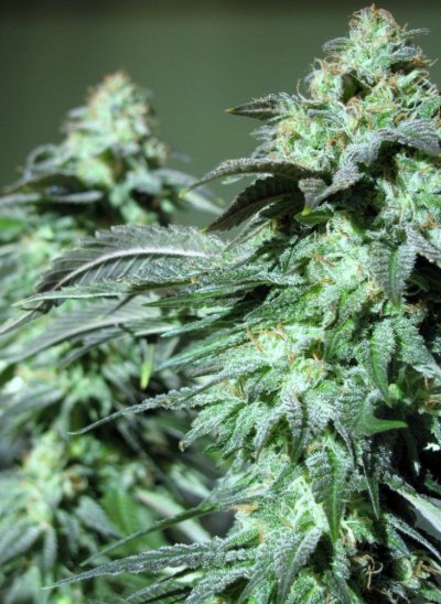 deadhead og kush 004.JPG