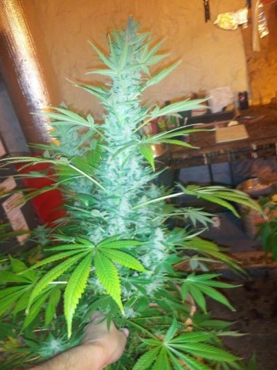 Looking for some huge producing strains