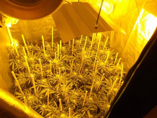 Trainwreck grow 28 days in ... :0