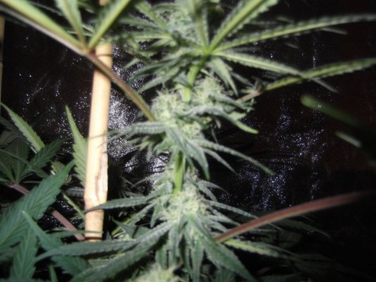 Trainwreck grow 28 days in ... :0
