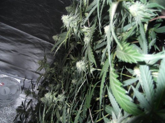 Trainwreck grow 28 days in ... :0