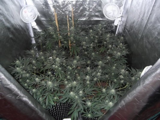 Trainwreck grow 28 days in ... :0