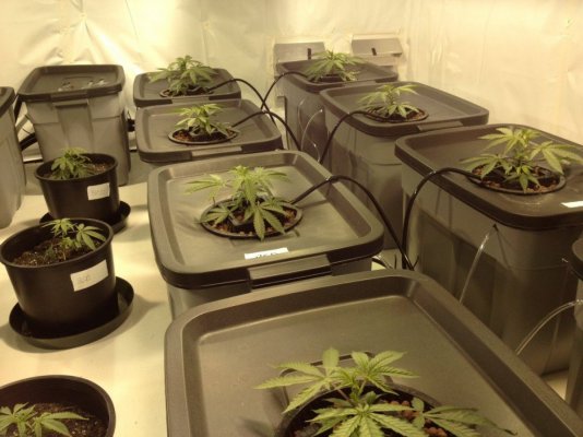First grow room - let the wild rumpus begin!