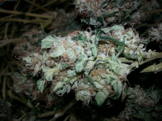 Big Bud 3.jpg